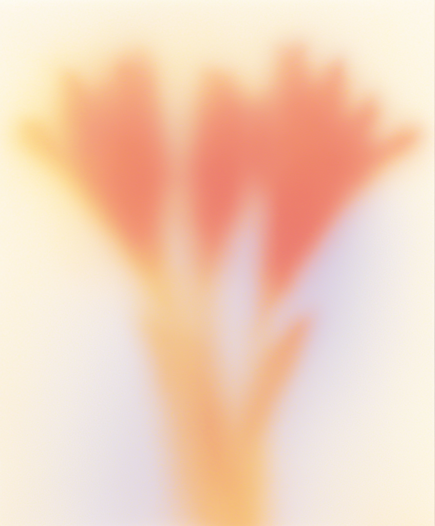 blurred orange, yellow, and lavender abstract flowers